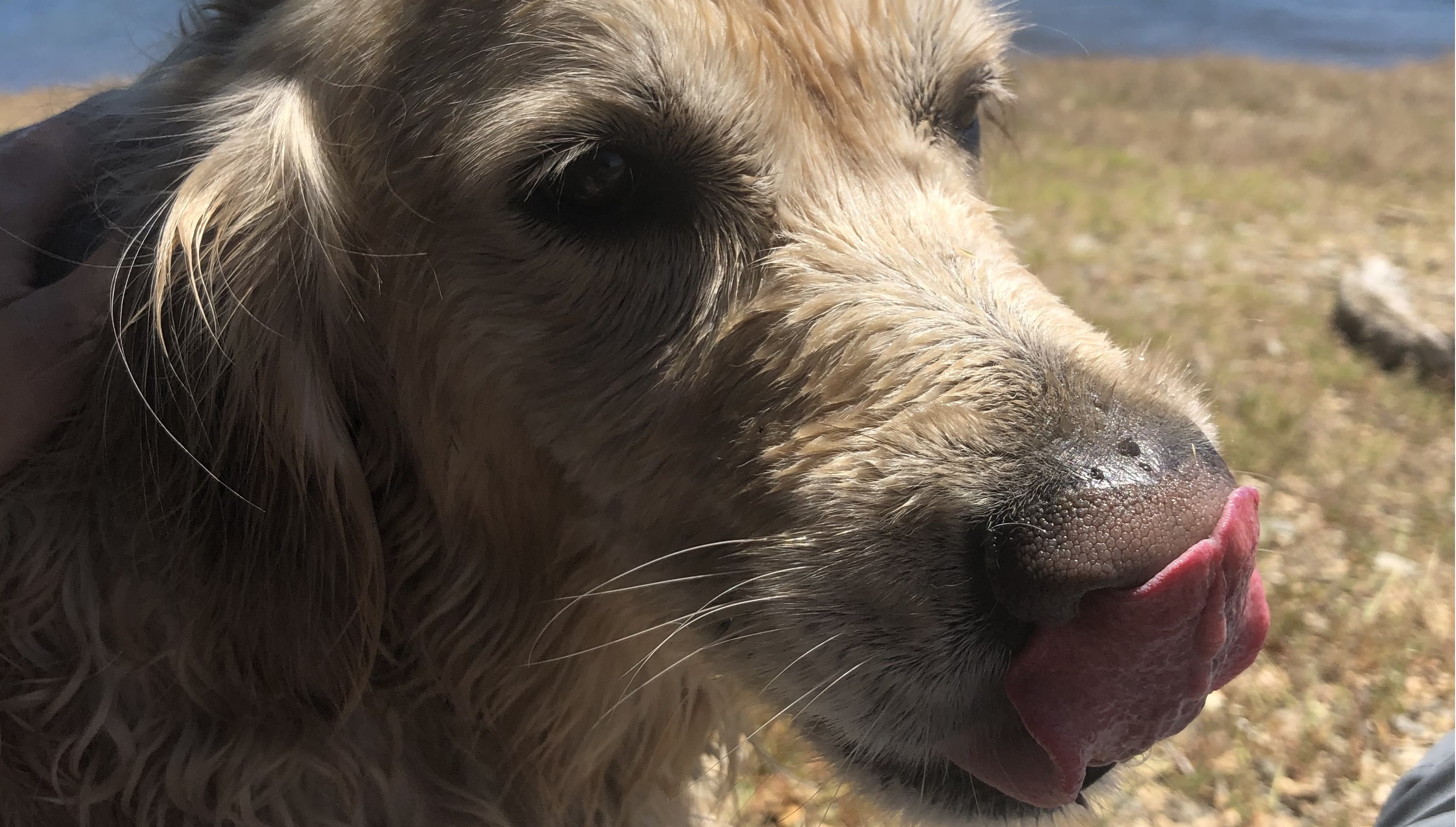 Cute closeup of Brendon's dog Cooper licking his snout at the beach